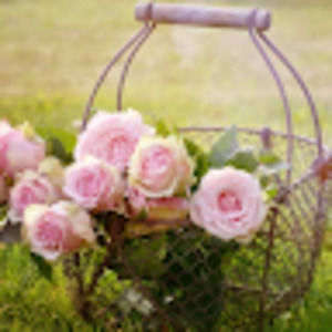 Meet your Posher, Brynn